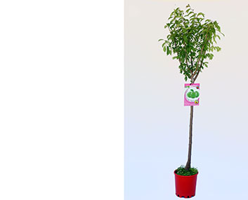 Ciruelo ‘Claudia’ ecológico 